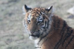 zoo-wuppertal-tschuna-daseep-08-220