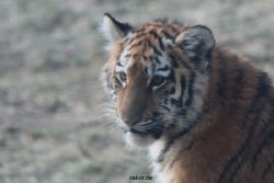 zoo-wuppertal-tschuna-daseep-08-221