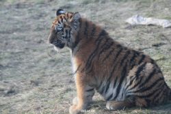 zoo-wuppertal-tschuna-daseep-08-223