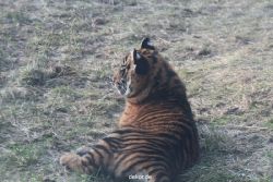 zoo-wuppertal-tschuna-daseep-08-224