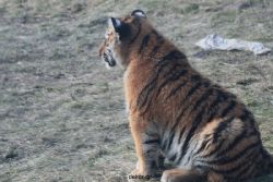 zoo-wuppertal-tschuna-daseep-08-225