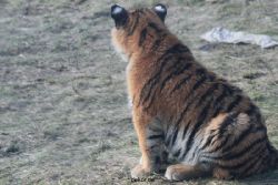 zoo-wuppertal-tschuna-daseep-08-226