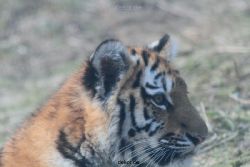 zoo-wuppertal-tschuna-daseep-08-227