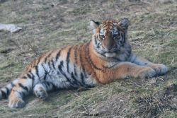 zoo-wuppertal-tschuna-daseep-08-228