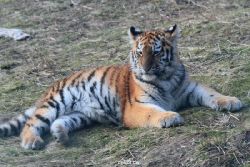 zoo-wuppertal-tschuna-daseep-08-229