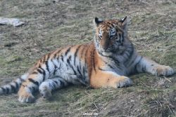 zoo-wuppertal-tschuna-daseep-08-230