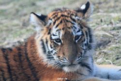 zoo-wuppertal-tschuna-daseep-08-231