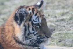 zoo-wuppertal-tschuna-daseep-08-232