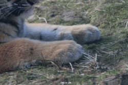 zoo-wuppertal-tschuna-daseep-08-233