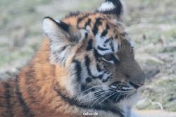 zoo-wuppertal-tschuna-daseep-08-234