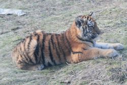 zoo-wuppertal-tschuna-daseep-08-235