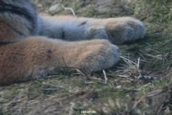 zoo-wuppertal-tschuna-daseep-08-236