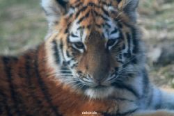 zoo-wuppertal-tschuna-daseep-08-237