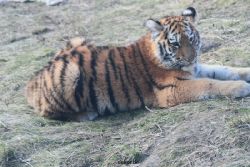 zoo-wuppertal-tschuna-daseep-08-238