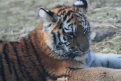 zoo-wuppertal-tschuna-daseep-08-239