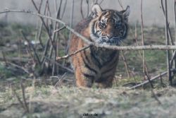 zoo-wuppertal-tschuna-daseep-08-241