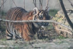 zoo-wuppertal-tschuna-daseep-08-242
