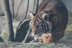zoo-wuppertal-tschuna-daseep-08-243