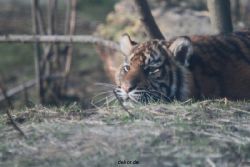 zoo-wuppertal-tschuna-daseep-08-244
