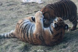 zoo-wuppertal-tschuna-daseep-08-246