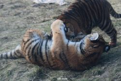zoo-wuppertal-tschuna-daseep-08-247