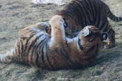 zoo-wuppertal-tschuna-daseep-08-248