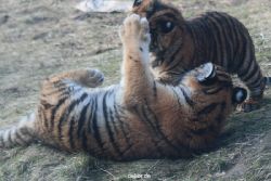 zoo-wuppertal-tschuna-daseep-08-249