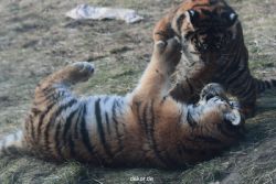 zoo-wuppertal-tschuna-daseep-08-250