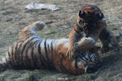 zoo-wuppertal-tschuna-daseep-08-251