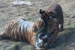zoo-wuppertal-tschuna-daseep-08-252