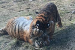 zoo-wuppertal-tschuna-daseep-08-253