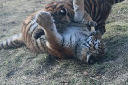 zoo-wuppertal-tschuna-daseep-08-254