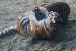zoo-wuppertal-tschuna-daseep-08-255