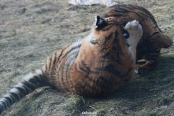 zoo-wuppertal-tschuna-daseep-08-256