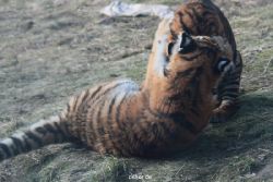 zoo-wuppertal-tschuna-daseep-08-257