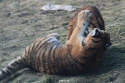 zoo-wuppertal-tschuna-daseep-08-258