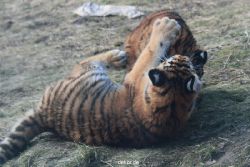 zoo-wuppertal-tschuna-daseep-08-259