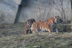 zoo-wuppertal-tschuna-daseep-08-260