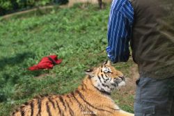 zoo-wuppertal-tschuna-daseep-10-003