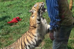 zoo-wuppertal-tschuna-daseep-10-004