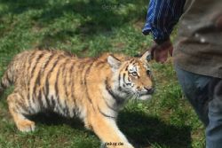zoo-wuppertal-tschuna-daseep-10-005