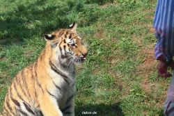zoo-wuppertal-tschuna-daseep-10-006