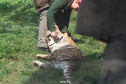 zoo-wuppertal-tschuna-daseep-10-008