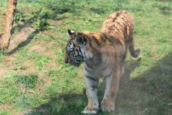 zoo-wuppertal-tschuna-daseep-10-009