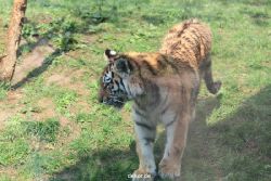 zoo-wuppertal-tschuna-daseep-10-010