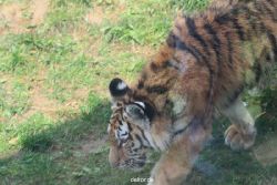 zoo-wuppertal-tschuna-daseep-10-011