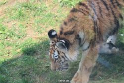 zoo-wuppertal-tschuna-daseep-10-012