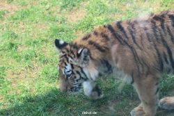 zoo-wuppertal-tschuna-daseep-10-013
