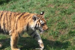 zoo-wuppertal-tschuna-daseep-10-020