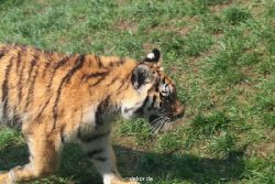 zoo-wuppertal-tschuna-daseep-10-021